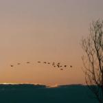 Birds Flying Home uid 1044351
