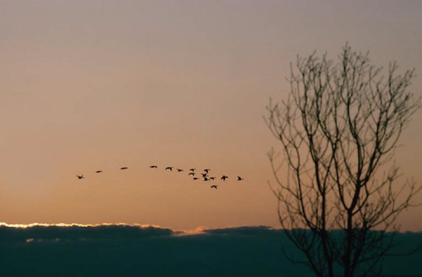 Birds Flying Home uid 1044351