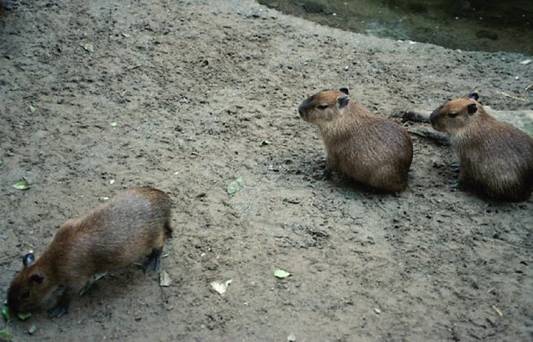 Birds and Animals Biodome Kapabari