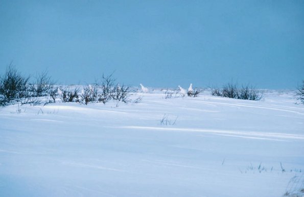 Birds and Animals Cape Churchill uid 1277006