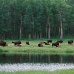 Birds and Animals Elk Island Alta Bison National Park