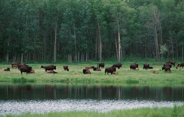 Birds and Animals Elk Island Alta Bison National Park