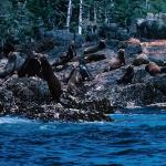 Birds and Animals Sea Lions