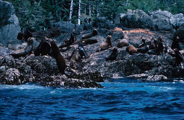 Birds and Animals Sea Lions