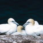 Birds and Animals uid 1276954