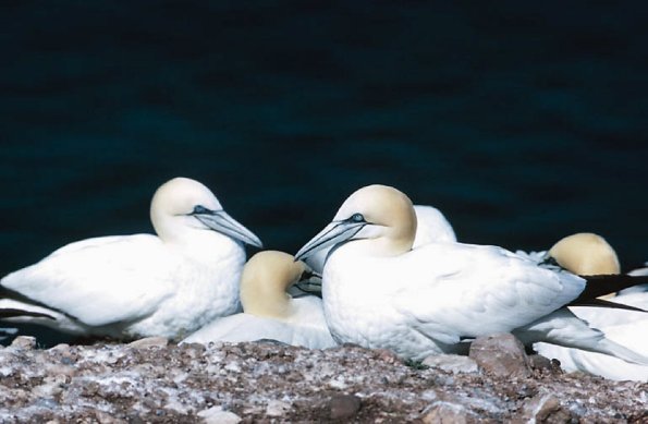 Birds and Animals uid 1276954