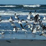 Birds and Animals uid 1276981