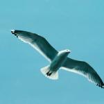 Birds and Animals uid 1276999
