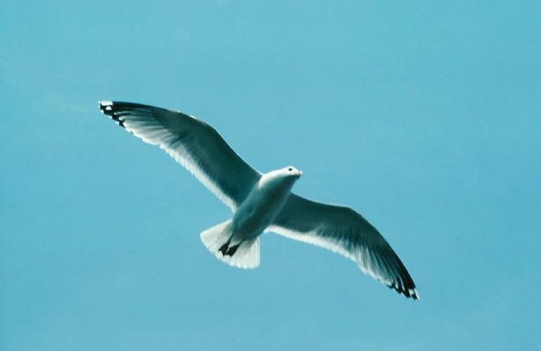 Birds and Animals uid 1276999