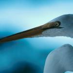 Birds and Animals uid 1277023
