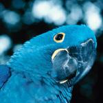 Birds and Animals uid 1277030