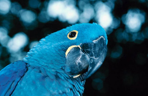 Birds and Animals uid 1277030