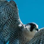 Birds and Animals uid 1277054