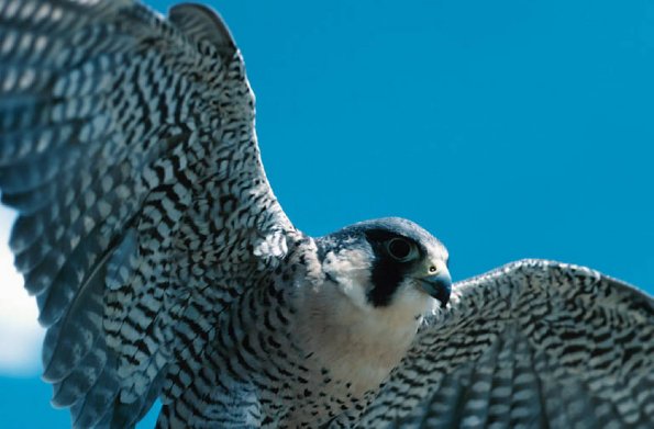 Birds and Animals uid 1277054