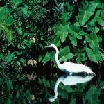 Birds and Animals uid 1277061