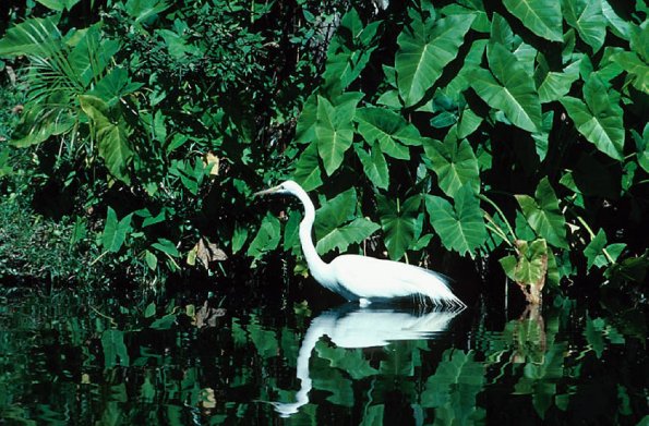 Birds and Animals uid 1277061