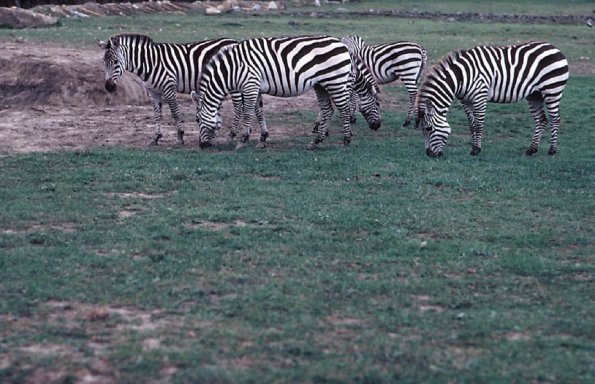 Birds and Animals uid 1277064