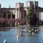 Birds floating in pond by columns