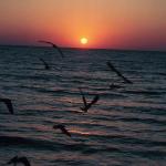 Birds flying over beach at sunset Magdalen Island Quebec Canada uid 1042162