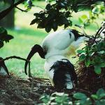 Birds uid 1437643