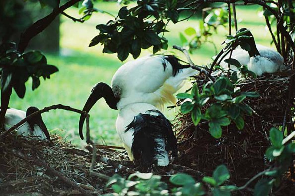 Birds uid 1437643