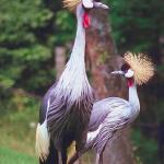 Birds with spiky hair