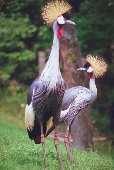 Birds with spiky hair