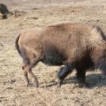 Bison bull in paddock with family uid 1179868