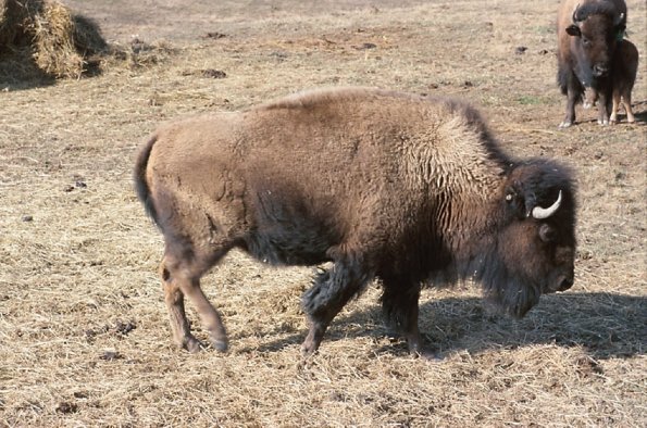Bison bull in paddock with family uid 1179868