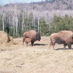 Bison family in paddock uid 1179859