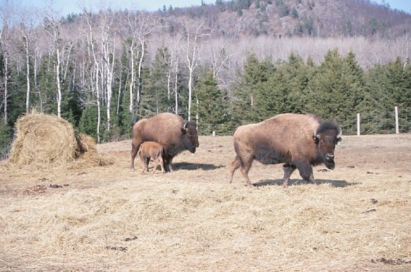 Bison family in paddock uid 1179859