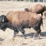 Bison family in paddock uid 1179875