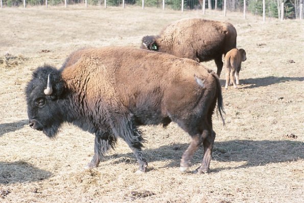 Bison family in paddock uid 1179875