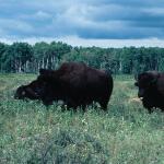 Bison in Field  Manitoba Canada uid 1045482