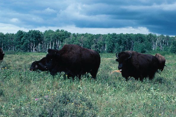 Bison in Field  Manitoba Canada uid 1045482