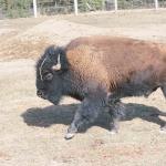 Bison walking through paddock uid 1179899