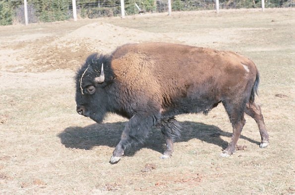 Bison walking through paddock uid 1179899