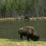 Bison