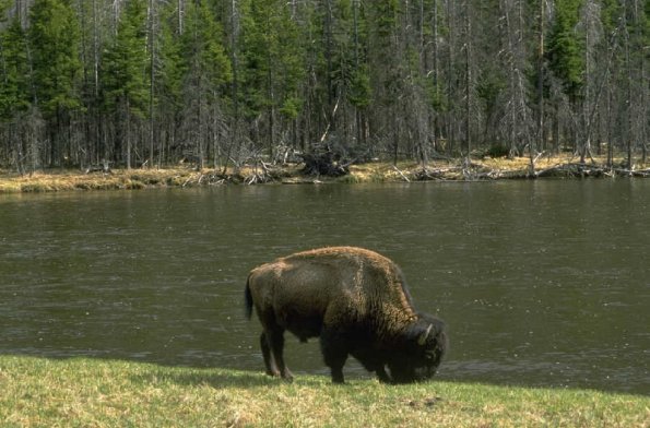 Bison