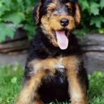 Black and tan dog in grass