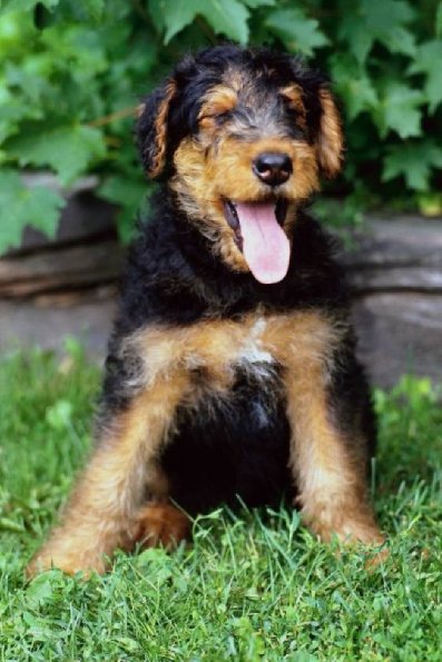 Black and tan dog in grass