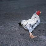 Black and white chicken