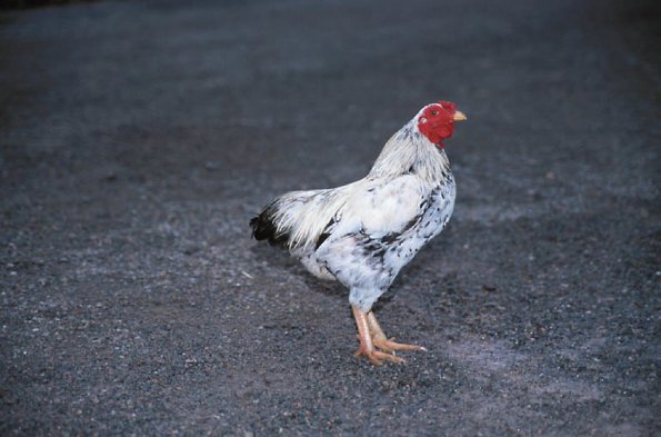 Black and white chicken
