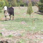Black and white cow in field uid 1181413