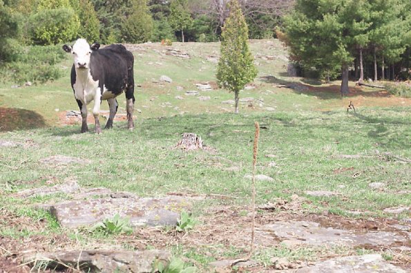 Black and white cow in field uid 1181413