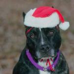 Black and white dog in Santa hat