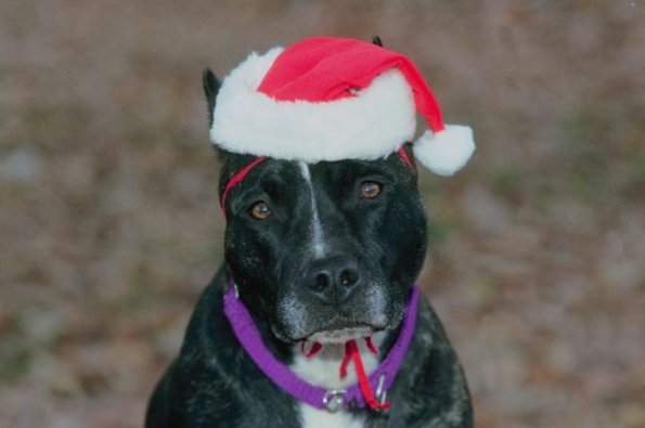 Black and white dog in Santa hat