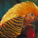 Black and yellow bird with yellow feathers on head