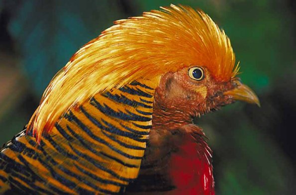 Black and yellow bird with yellow feathers on head