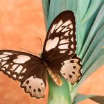 Black and yellow butterfly on green plant uid 1174853
